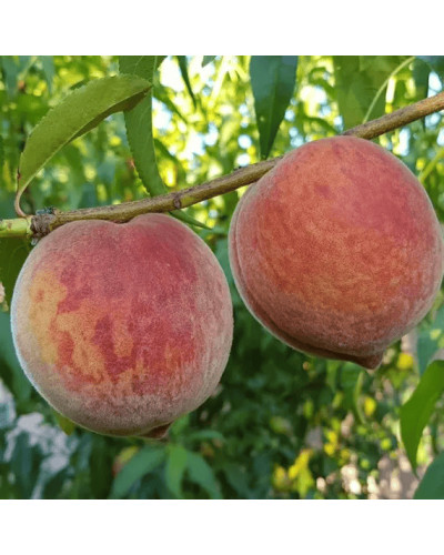 Персик домашній Кондор|Prunus persica ‘Condor’|Персик домашний Кондор