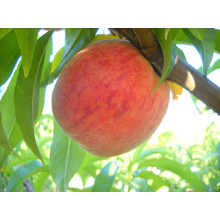 Персик домашній Кондор|Prunus persica ‘Condor’|Персик домашний Кондор