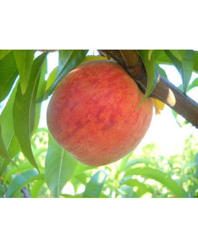 Персик домашній Кондор|Prunus persica ‘Condor’|Персик домашний Кондор