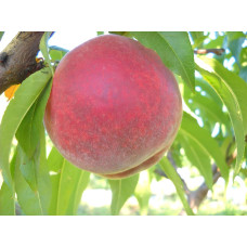 Персик домашній Кондор|Prunus persica ‘Condor’|Персик домашний Кондор