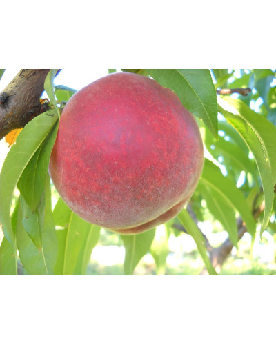 Персик домашній Кондор|Prunus persica ‘Condor’|Персик домашний Кондор