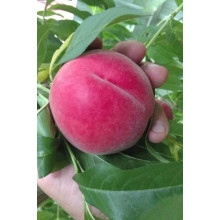 Персик домашній ‘Фреш Вайт’|Prunus persica ‘Fresh White’|Персик домашний ‘Фреш Вайт’