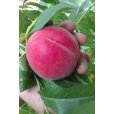 Персик домашній ‘Фреш Вайт’|Prunus persica ‘Fresh White’|Персик домашний ‘Фреш Вайт’
