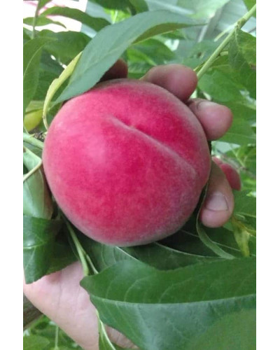 Персик домашній ‘Фреш Вайт’|Prunus persica ‘Fresh White’|Персик домашний ‘Фреш Вайт’