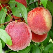 Персик домашній ‘Фреш Вайт’|Prunus persica ‘Fresh White’|Персик домашний ‘Фреш Вайт’