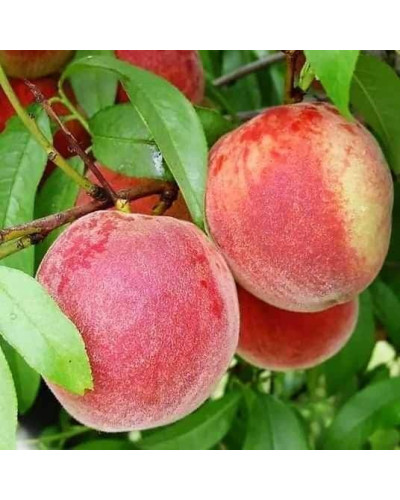 Персик домашній ‘Фреш Вайт’|Prunus persica ‘Fresh White’|Персик домашний ‘Фреш Вайт’