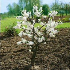 Персик домашній ‘Фреш Вайт’|Prunus persica ‘Fresh White’|Персик домашний ‘Фреш Вайт’