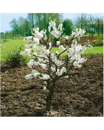 Персик домашній ‘Фреш Вайт’|Prunus persica ‘Fresh White’|Персик домашний ‘Фреш Вайт’