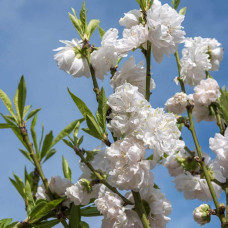 Персик домашній ‘Фреш Вайт’|Prunus persica ‘Fresh White’|Персик домашний ‘Фреш Вайт’