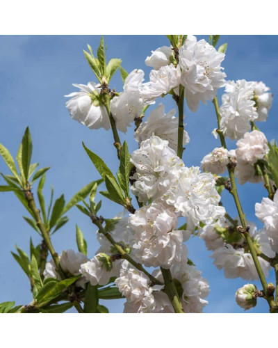Персик домашній ‘Фреш Вайт’|Prunus persica ‘Fresh White’|Персик домашний ‘Фреш Вайт’