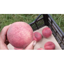Персик домашній ‘Фреш Вайт’|Prunus persica ‘Fresh White’|Персик домашний ‘Фреш Вайт’