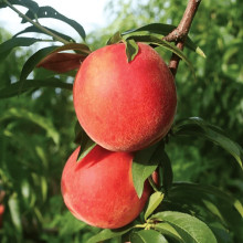 Персик домашній ‘Фреш Вайт’|Prunus persica ‘Fresh White’|Персик домашний ‘Фреш Вайт’