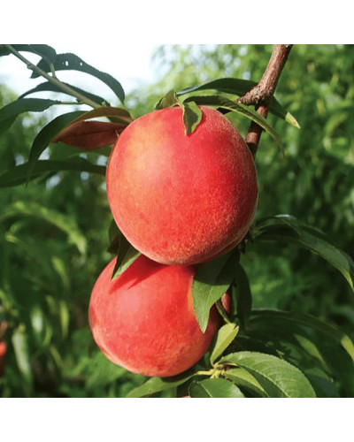 Персик домашній ‘Фреш Вайт’|Prunus persica ‘Fresh White’|Персик домашний ‘Фреш Вайт’