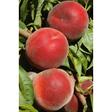Персик домашній ‘Роял Естет’|Prunus persica ‘Royal Esthete’|Персик домашний ‘Роял Естет’