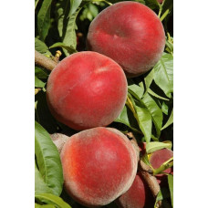 Персик домашній ‘Роял Естет’|Prunus persica ‘Royal Esthete’|Персик домашний ‘Роял Естет’