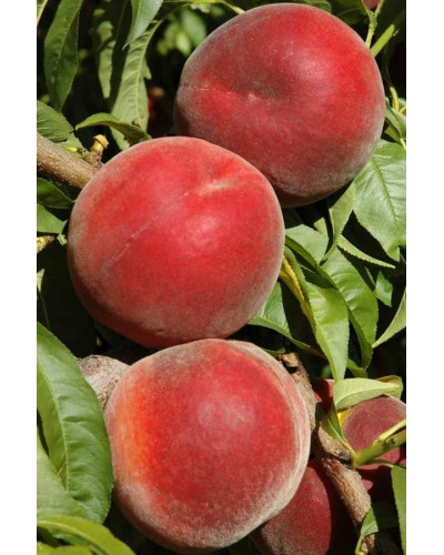 Персик домашній ‘Роял Естет’|Prunus persica ‘Royal Esthete’|Персик домашний ‘Роял Естет’