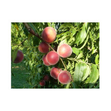 Персик домашній ‘Роял Естет’|Prunus persica ‘Royal Esthete’|Персик домашний ‘Роял Естет’