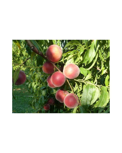 Персик домашній ‘Роял Естет’|Prunus persica ‘Royal Esthete’|Персик домашний ‘Роял Естет’