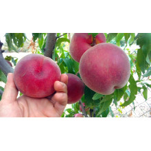 Персик домашній ‘Роял Естет’|Prunus persica ‘Royal Esthete’|Персик домашний ‘Роял Естет’
