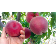 Персик домашній ‘Роял Естет’|Prunus persica ‘Royal Esthete’|Персик домашний ‘Роял Естет’