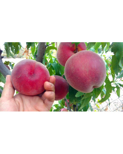 Персик домашній ‘Роял Естет’|Prunus persica ‘Royal Esthete’|Персик домашний ‘Роял Естет’