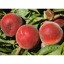 Персик домашній ‘Роял Естет’|Prunus persica ‘Royal Esthete’|Персик домашний ‘Роял Естет’