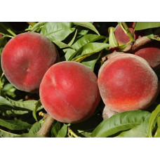 Персик домашній ‘Роял Естет’|Prunus persica ‘Royal Esthete’|Персик домашний ‘Роял Естет’