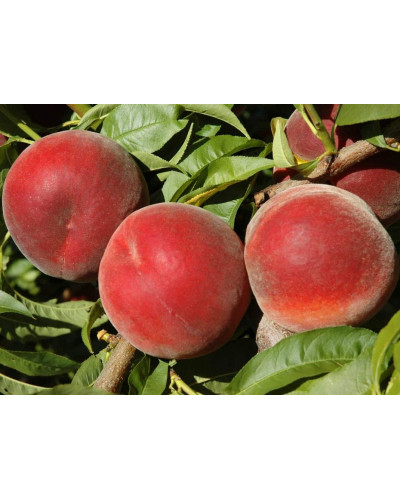 Персик домашній ‘Роял Естет’|Prunus persica ‘Royal Esthete’|Персик домашний ‘Роял Естет’