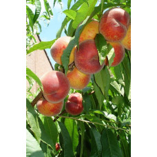 Персик домашній ‘Річ Мей’|Prunus persica ‘Rich May’|Персик домашний ‘Рич Мэй’