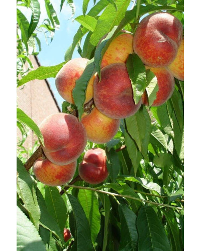 Персик домашній ‘Річ Мей’|Prunus persica ‘Rich May’|Персик домашний ‘Рич Мэй’