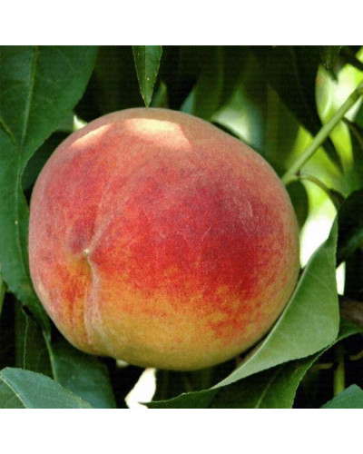 Персик домашній ‘Річ Мей’|Prunus persica ‘Rich May’|Персик домашний ‘Рич Мэй’