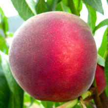 Персик домашній ‘Річ Мей’|Prunus persica ‘Rich May’|Персик домашний ‘Рич Мэй’