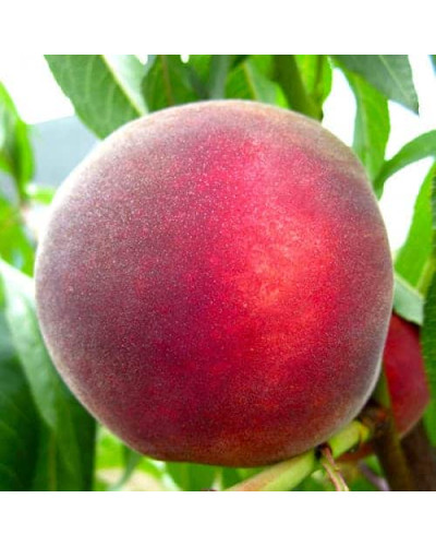 Персик домашній ‘Річ Мей’|Prunus persica ‘Rich May’|Персик домашний ‘Рич Мэй’