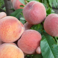 Персик домашній ‘Річ Мей’|Prunus persica ‘Rich May’|Персик домашний ‘Рич Мэй’
