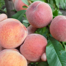 Персик домашній ‘Річ Мей’|Prunus persica ‘Rich May’|Персик домашний ‘Рич Мэй’