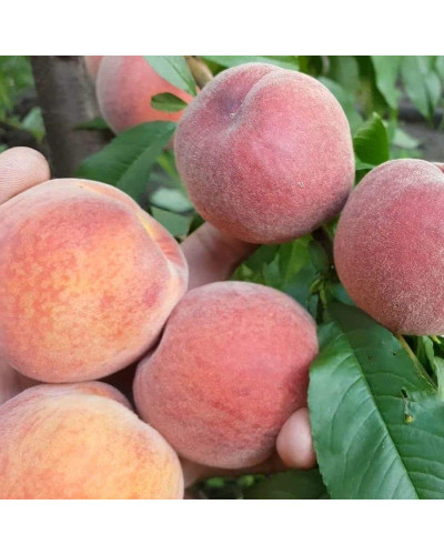 Персик домашній ‘Річ Мей’|Prunus persica ‘Rich May’|Персик домашний ‘Рич Мэй’