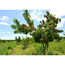 Персик домашній ‘Річ Мей’|Prunus persica ‘Rich May’|Персик домашний ‘Рич Мэй’