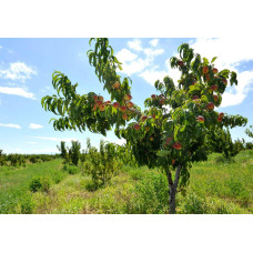 Персик домашній ‘Річ Мей’|Prunus persica ‘Rich May’|Персик домашний ‘Рич Мэй’