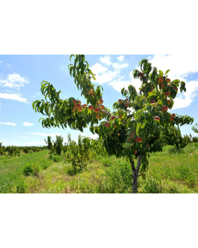 Персик домашній ‘Річ Мей’|Prunus persica ‘Rich May’|Персик домашний ‘Рич Мэй’