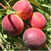 Персик домашній ‘Річ Мей’|Prunus persica ‘Rich May’|Персик домашний ‘Рич Мэй’