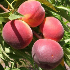 Персик домашній ‘Річ Мей’|Prunus persica ‘Rich May’|Персик домашний ‘Рич Мэй’