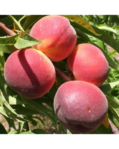 Персик домашній ‘Річ Мей’|Prunus persica ‘Rich May’|Персик домашний ‘Рич Мэй’