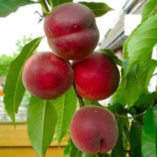 Персик домашній ‘Річ Мей’|Prunus persica ‘Rich May’|Персик домашний ‘Рич Мэй’