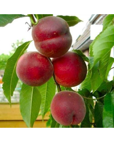 Персик домашній ‘Річ Мей’|Prunus persica ‘Rich May’|Персик домашний ‘Рич Мэй’