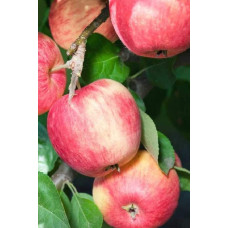 Яблуня домашня Мельба (літня) | Malus domestica Melba (summer) | Яблоня домашняя Мельба (летняя)