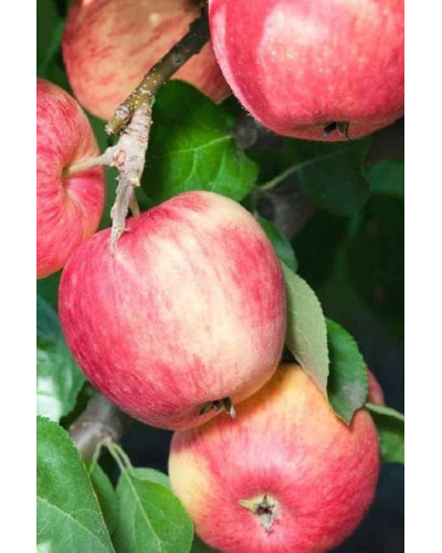Яблуня домашня Мельба (літня) | Malus domestica Melba (summer) | Яблоня домашняя Мельба (летняя)