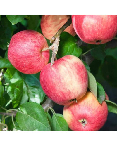 Яблуня домашня Мельба (літня) | Malus domestica Melba (summer) | Яблоня домашняя Мельба (летняя)