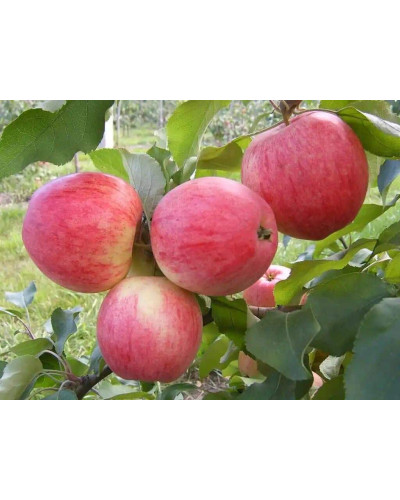 Яблуня домашня Мельба (літня) | Malus domestica Melba (summer) | Яблоня домашняя Мельба (летняя)
