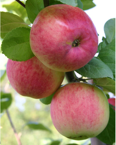 Яблуня домашня Мельба (літня) | Malus domestica Melba (summer) | Яблоня домашняя Мельба (летняя)