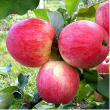 Яблуня домашня Мельба (літня) | Malus domestica Melba (summer) | Яблоня домашняя Мельба (летняя)